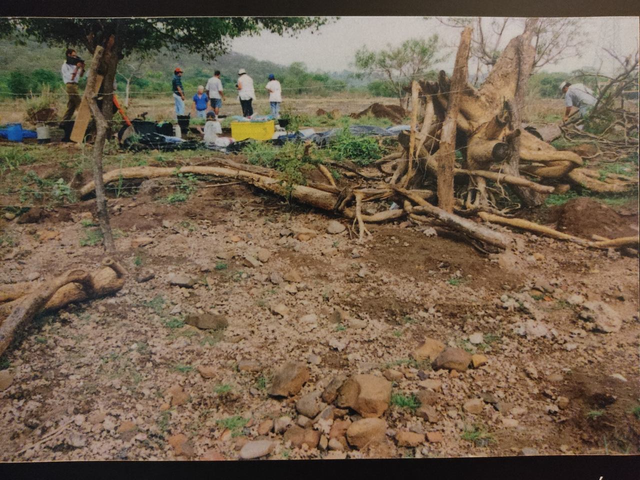 Foto de árvore tombada com as raizes exposta, fato que deu início ao museu